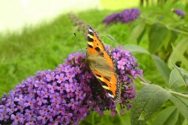 Motyl #motyl #budleja