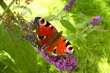 Motyl #motyl #budleja