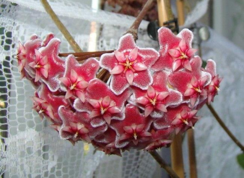 Hoya pubicalyx 'Silver Pink'