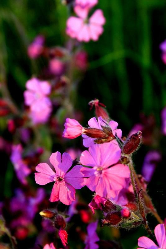 #kwiaty #łąka #wiosna #fiolet #róż #przyroda #natura #liscie