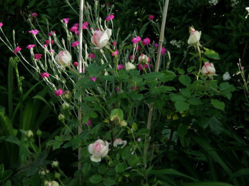 Eden Rose 85 #kwiaty #lato #róże