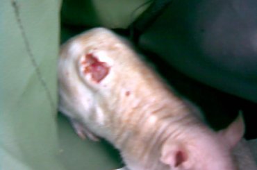 Rany Arturka po wyczyszczeniu. #Arturek #Art