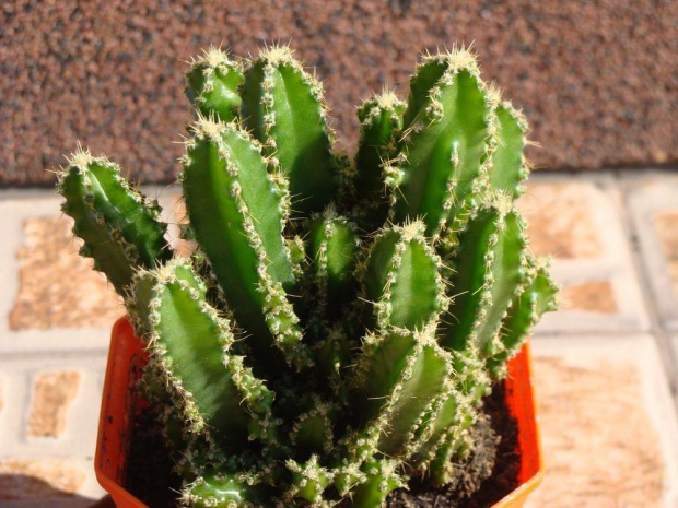 Cereus tetragonus f, monstruosa