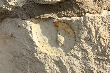 Skamieniałości widoczne w murze w centrum Wilkołaza. Takie muzeum za darmo w plenerze :) #Wilkołaz #skamieniałości