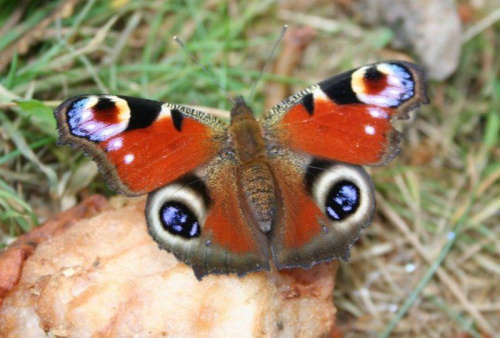 moje marzenie się spełniło :):) #motylek #owad #natura