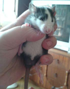 maluchy do adopcji