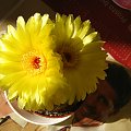 Notocactus ottonis w pełnej okazałości #NotocactusOttonis #kaktus #kwitnienie #kwiat #kwiaty