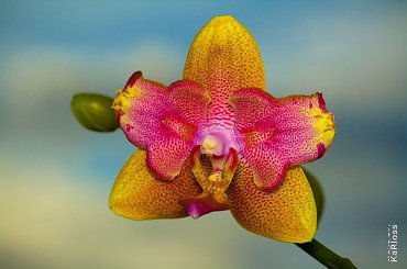 #orchidea #stoczyk #kwiaty #makro #macro