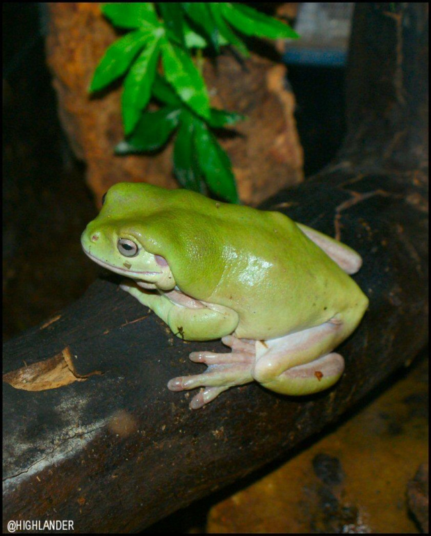 Drzewołazowate, drzewołazy (Dendrobatidae) - rodzina płazów bezogonowych. Płazy z tej rodziny są zwykle jaskrawo ubarwione, a ich skóra zawiera jad (nieraz bardzo silny). Nie osiągają dużych rozmiarów. Występują w Ameryce Południowej i Środkowej oraz,...