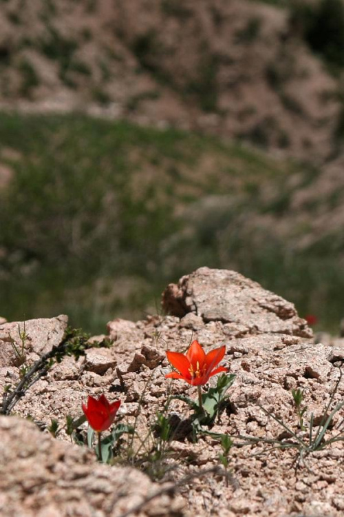 Na krawędzi (Tulipa linifolia) #góry #uzbekistan #przyroda