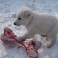 #BiałyOwczarekSzwajcarski #psy #pies #RasyPsów #HodowlePsów #szczenięta #szczeniaki