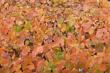 #rośliny #ogród #liście