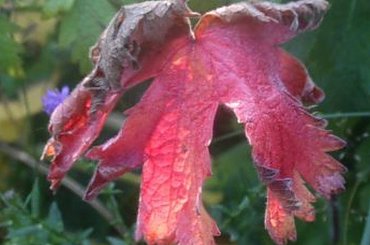 #rośliny #ogród #liście