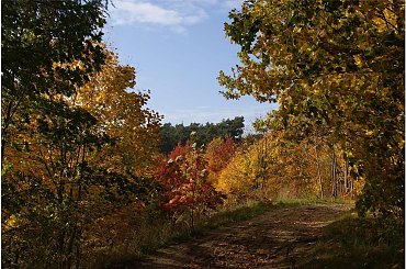 #drzewa #Las #Mazury #jesień #krajobraz