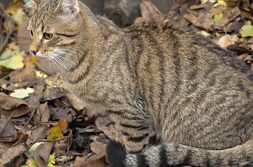 #koty #kot #kocur #Maciek