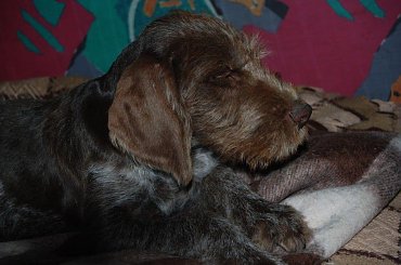 maluch #WyżełNiemieckiSzceniakPies