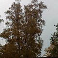 Jesień - 24.10.2009