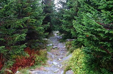 leśny odcinek szlaku #góry #Karkonosze #SzklarskaPoręba #Szrenica #widok #las