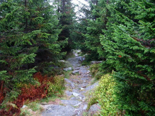 leśny odcinek szlaku #góry #Karkonosze #SzklarskaPoręba #Szrenica #widok #las