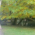 "Ciekawe" drzewo #Jesień