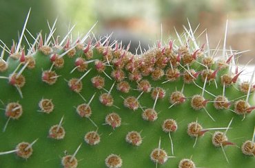 #kaktus #kolce #roslina #zielono