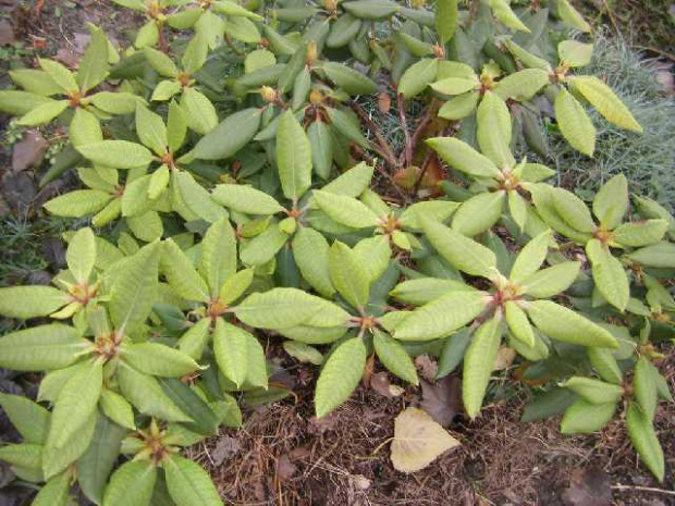 rododendron