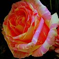Z pozdrowieniami dla wszystkich #róże