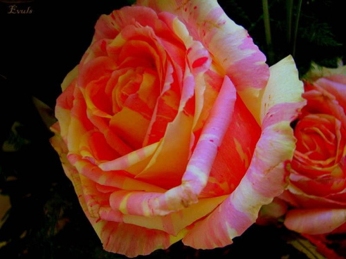 Z pozdrowieniami dla wszystkich #róże