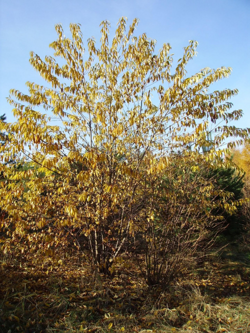 JESIEŃ W PEŁNI #jesień #jesien #kolory #ciepło #natura #macro #działka #pole #drzewa #las #liscie