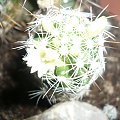 Mammillaria vetula ssp. gracilis, kaktusy #kaktusy