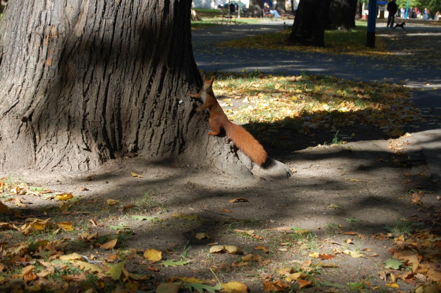 Park Legnica- jesień 2008 #park #Legnica #jesień