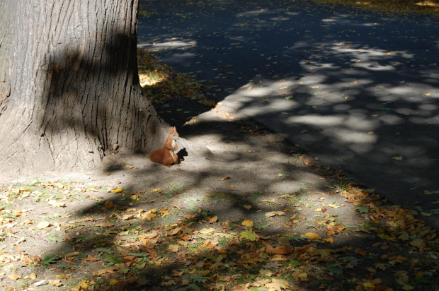 Park Legnica- jesień 2008 #park #Legnica #jesień