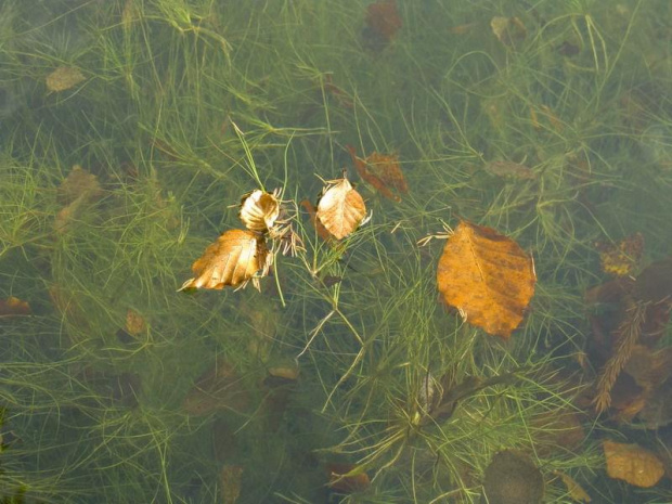 Kolorowe Jeziorka_2 _Listopad 2009 #KoloroweJeziorka #przyroda #krajobraz #jesień #staw #liść #wodorosty