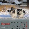 Projekt kalendarza fundacyjnego For Animals na rok 2010. #kalendarz