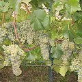 seyval blanc
