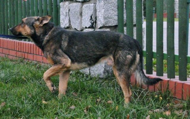 Ardo miał starą sączącą się ranę na tylnej łapce. W tej chwili rana jest już zagojona i zaczyna odrastać sierść.
Psiak nie jest agresywny. Ma około 3-4 lat.
Szuka odpowiedzialnego domu. #PsySzukająceDomu