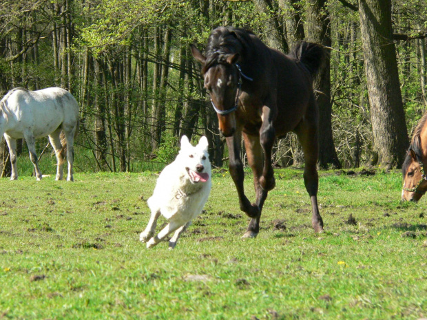 Star of Tiger BERTA (KAMA) #BiałyOwczarekSzwajcarski