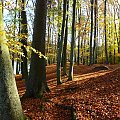 Kilka fotek z bukowego lasu nad jez. Otomińskim #jesień #jezioro #las #Otomino