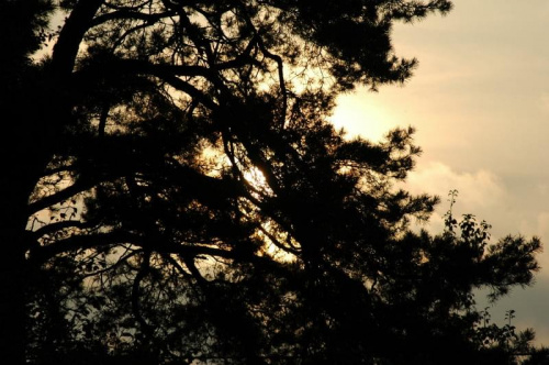 drzefko :D #drzewo #niebo #słonce #siemiatycze