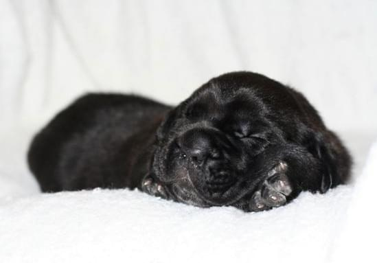 cane corso - cohors