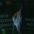 I Mistrzostwa Żaglowców