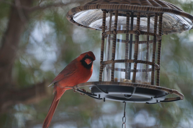 Czasami odwiedza nas czerwony cardinal #Ptaki #cardinal