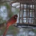 Czasami odwiedza nas czerwony cardinal #Ptaki #cardinal