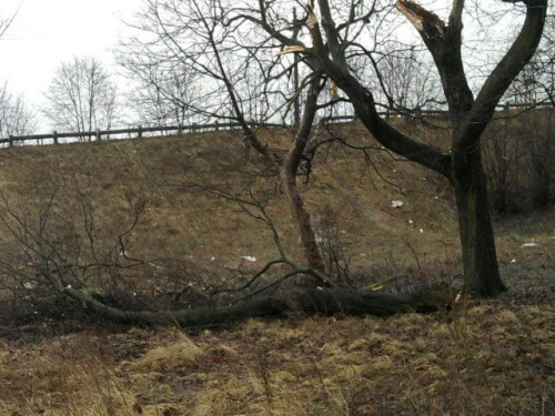 Złamany konar drzewa po przejściu niżu Xynthia - 28.02/01.03.2010