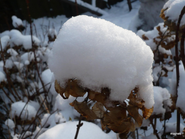 Hortensja w zimowej szacie, #Hortensja #zima