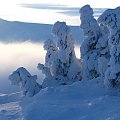 Śnieżne stwory #Karkonosze #góry #zima #śnieg #Szrenica