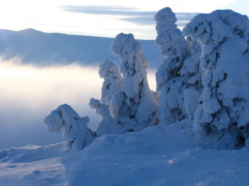 Śnieżne stwory #Karkonosze #góry #zima #śnieg #Szrenica