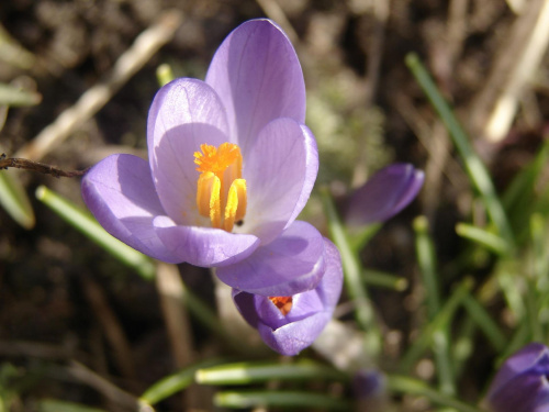 Krokusy :) #kwiaty #krorusy #natura #wiosna