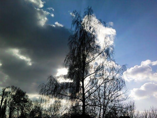 ..koziorożec nawet na drzewo wlazł, by być bliżej słońca...:-))) Powodzenia w nowym tygodniu :-))