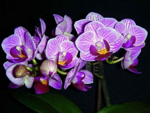 ... #StorczykiWikiPhalaenopsis